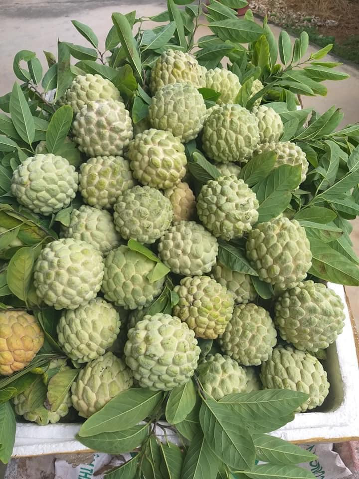 Về mùi vị, những quả na chín tự nhiên không ngâm thuốc thì có mùi thơm dịu, ăn có vị ngọt mát.