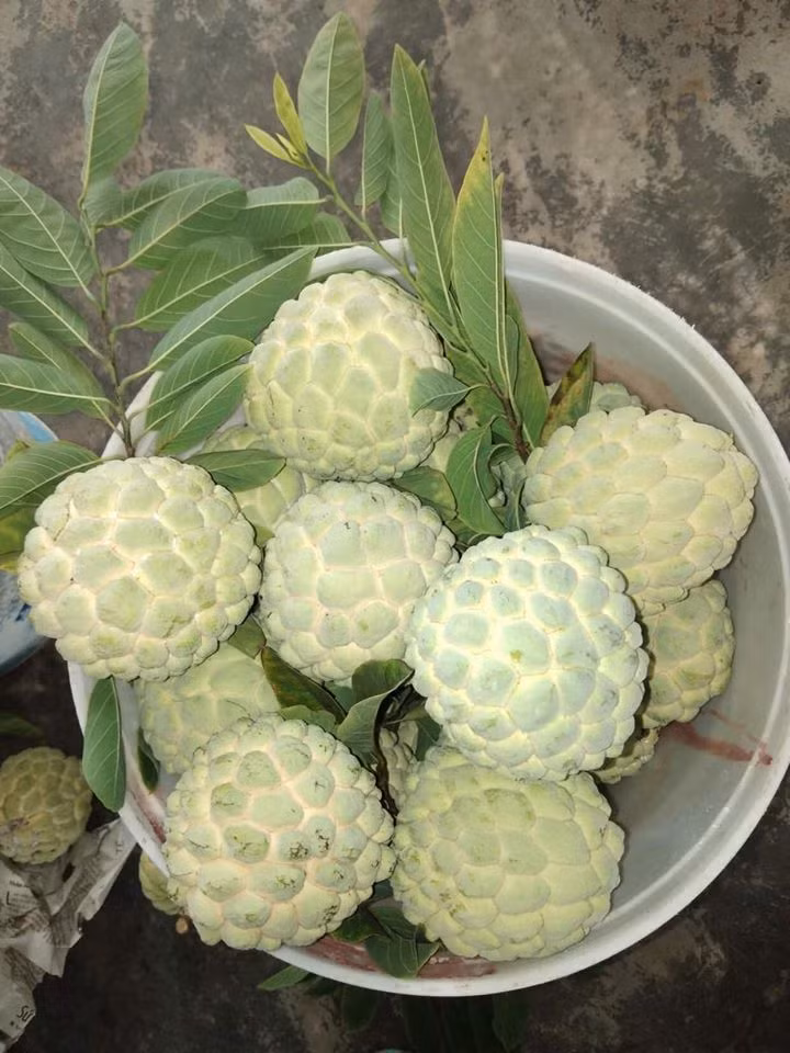 Với những quả na có nhiều vết nứt nẻ, va chạm và ở các vết đó có dấu hiệu chảy nước, tuyệt đối không chọn bởi na ăn sẽ không ngon, vị ủng, có thể bị ủ hóa chất kích chín.