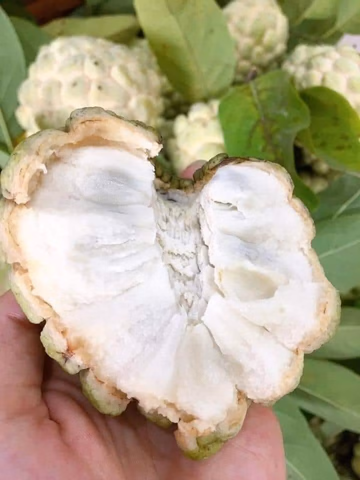 Về màu sắc, na ủ hóa chất, kích chín, sẽ có màu sắc không tự nhiên, tuy nhiên quả nào cũng đều tăm tắp, không có vết nứt, cuống bị gẫy, vỏ khó bóc.