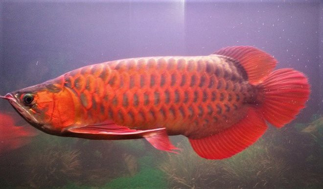 Cá rồng huyết long đứng đầu trong dòng cá rồng về cả màu sắc cũng như giá trị. Tùy theo chất lượng, kích thước mà mỗi con cá có giá bán trung bình 1.000-2.000 USD/con, gấp hàng trăm lần so giá của cá cảnh thông thường. Ảnh: Vietnamnet