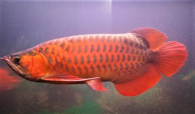 Cá rồng huyết long đứng đầu trong dòng cá rồng về cả màu sắc cũng như giá trị. Tùy theo chất lượng, kích thước mà mỗi con cá có giá bán trung bình 1.000-2.000 USD/con, gấp hàng trăm lần so giá của cá cảnh thông thường. Ảnh: Vietnamnet