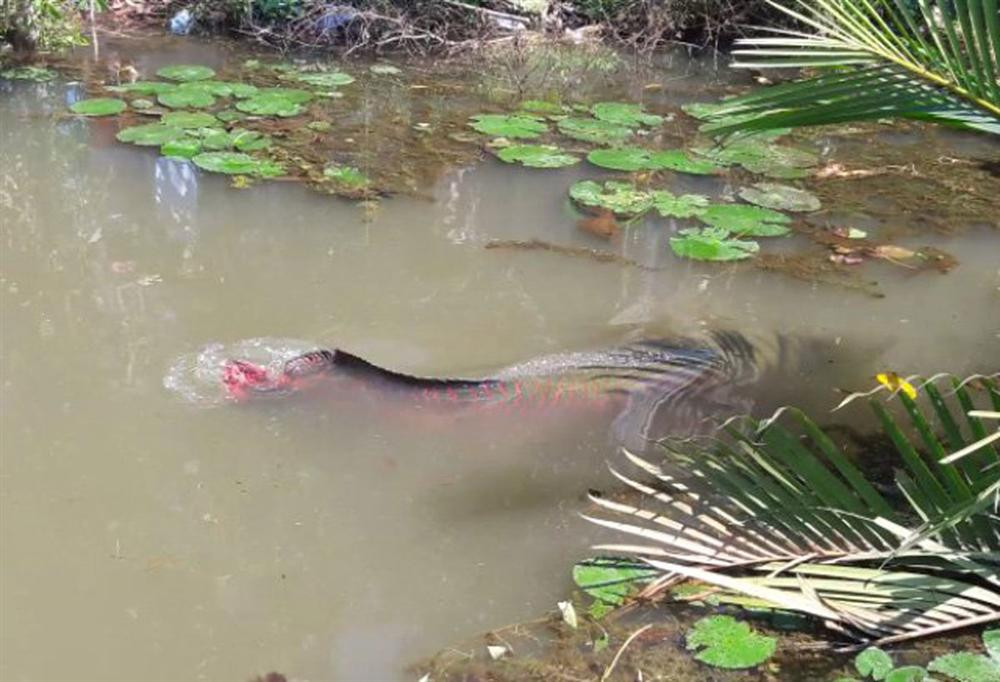 Năm 2017, anh Trần Văn Điệp (huyện Tân Phước, tỉnh Tiền Giang) rao bán con cá hải tượng quý hiếm với giá 450 triệu đồng. Ảnh: Vietnamnet.