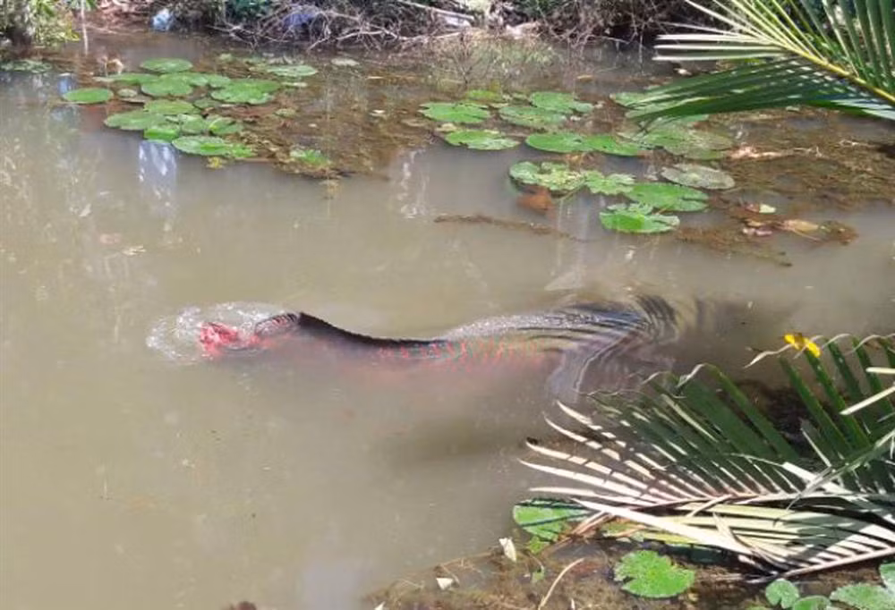 Năm 2017, anh Trần Văn Điệp (huyện Tân Phước, tỉnh Tiền Giang) rao bán con cá hải tượng quý hiếm với giá 450 triệu đồng. Ảnh: Vietnamnet.