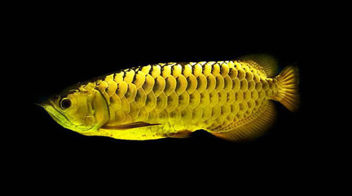 Cá rồng kim long bối chỉ xếp sau huyết long trong danh mục các loại cá rồng quý hiếm ở Việt Nam. Một con cá rồng bối có giá 40 triệu đồng. Ảnh: Internet.