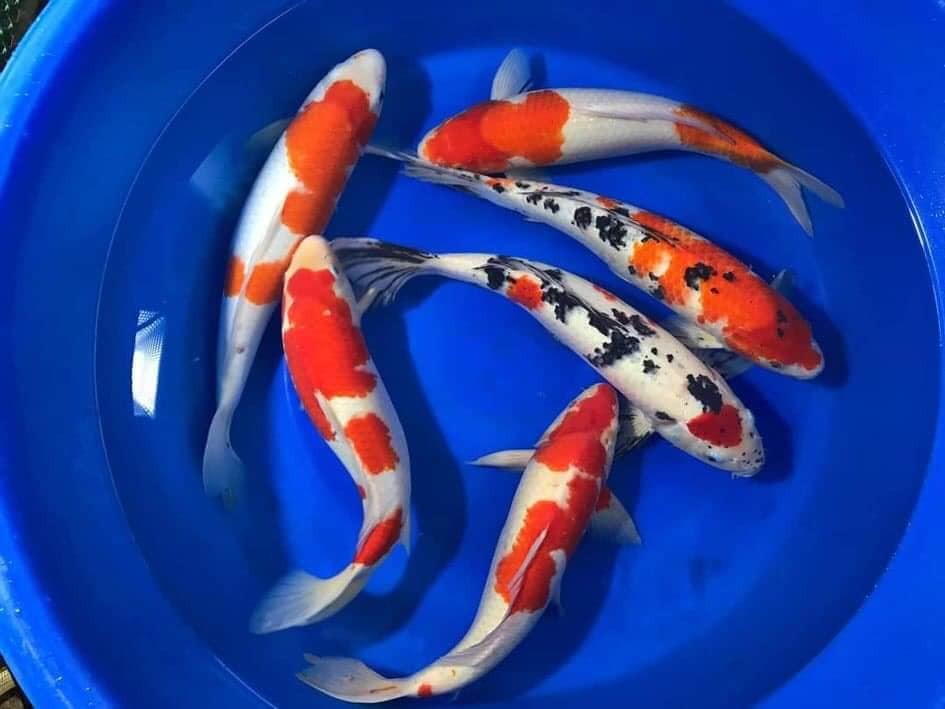 Tuy nhiên, chơi cá Koi ở Việt Nam chỉ dành cho đại gia bởi một hồ cá Koi trên 30 con đã có giá lên đến vài tỷ đồng. Ảnh: Facebook.