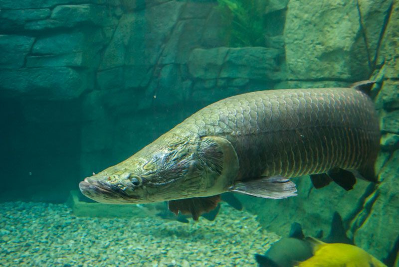 Cá hải tượng - loài “quái vật” nước ngọt lớn nhất thế giới được nhiều dân chơi Việt Nam săn lùng về nuôi trong nhà. Ảnh: Thukieng.