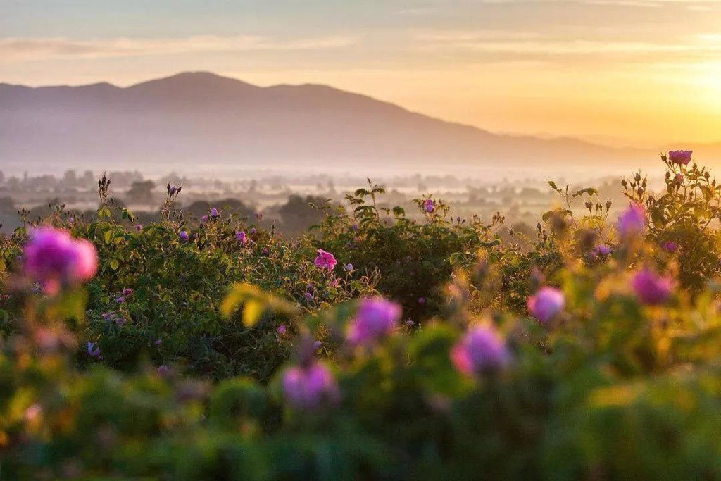 Hơn nữa, thời điểm để thu hoạch thường diễn ra rất ngắn, chỉ trong vòng vài tuần từ tháng 5 đến tháng 6.