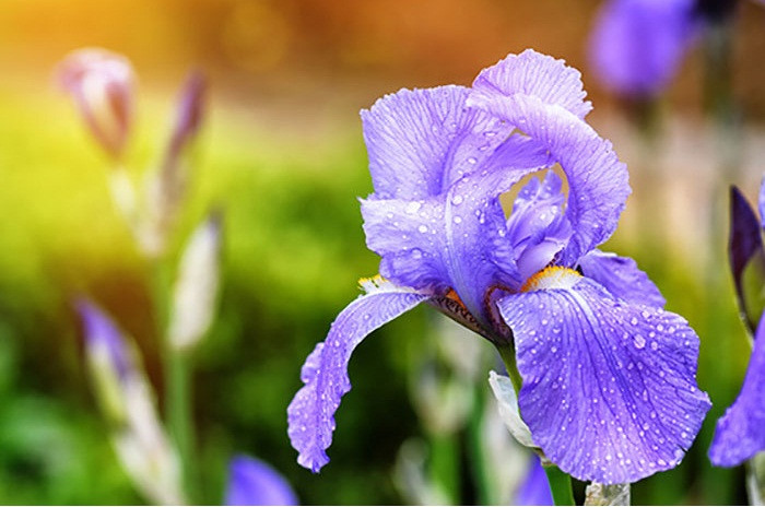 Tinh dầu Orris (ép từ loài hoa diên vỹ) luôn là một trong top 3 tinh dầu hoa thiên nhiên khan hiếm nhất thế giới.