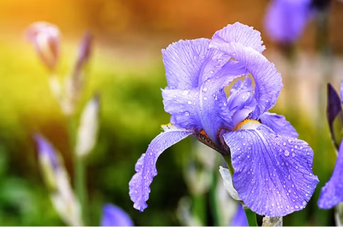 Tinh dầu Orris (ép từ loài hoa diên vỹ) luôn là một trong top 3 tinh dầu hoa thiên nhiên khan hiếm nhất thế giới.