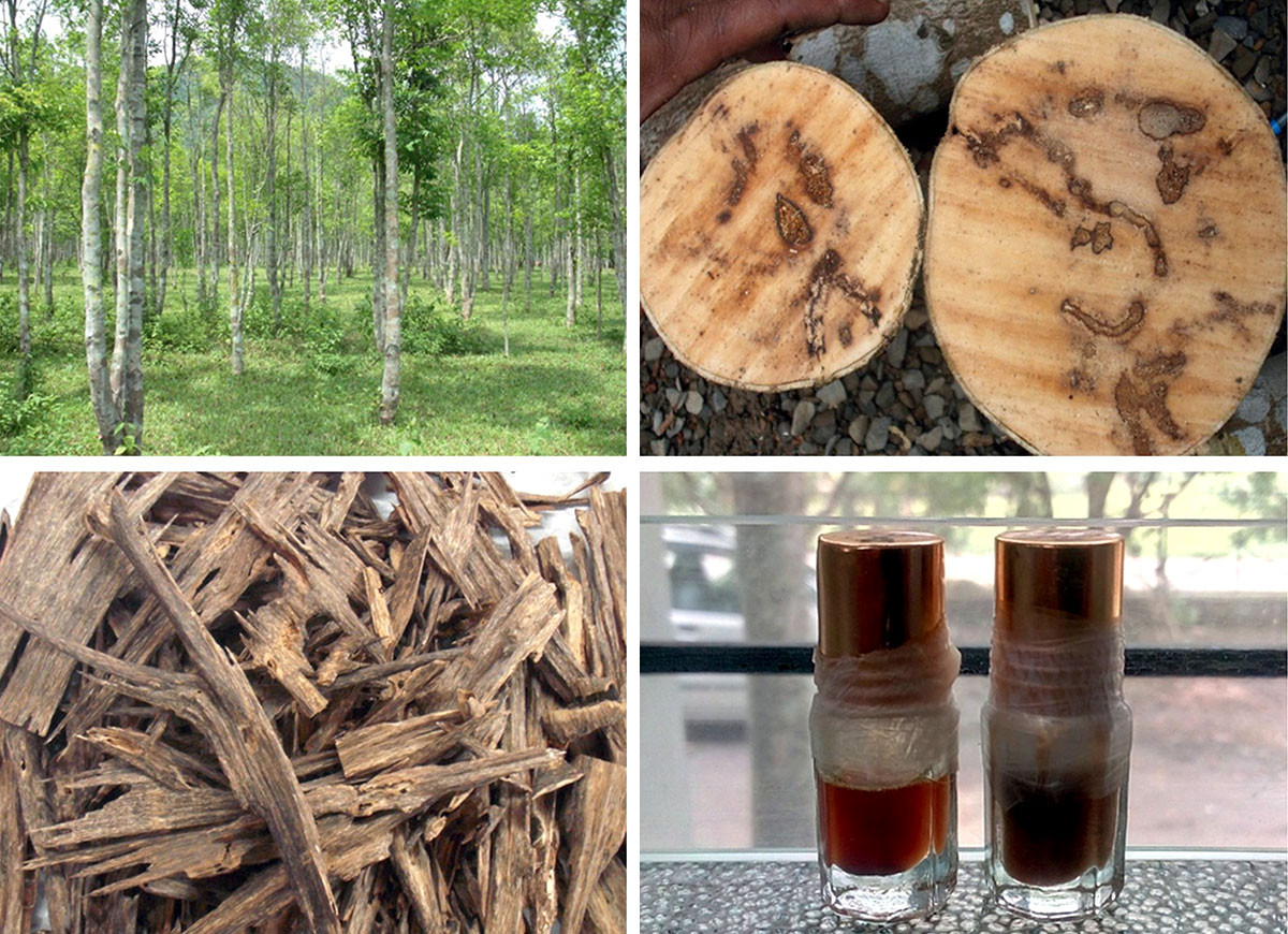 Để làm nên oud, cây trầm hương phải bị nhiễm loại nấm Phialophora parasitica. Sau khi nhiễm nấm, thân gỗ sẽ sản xuất lên loại nhựa toả hương – đây chính là oud. Và trong tự nhiên, chỉ khoảng 2% tất cả các cây trầm hương có thể sản xuất nên oud.