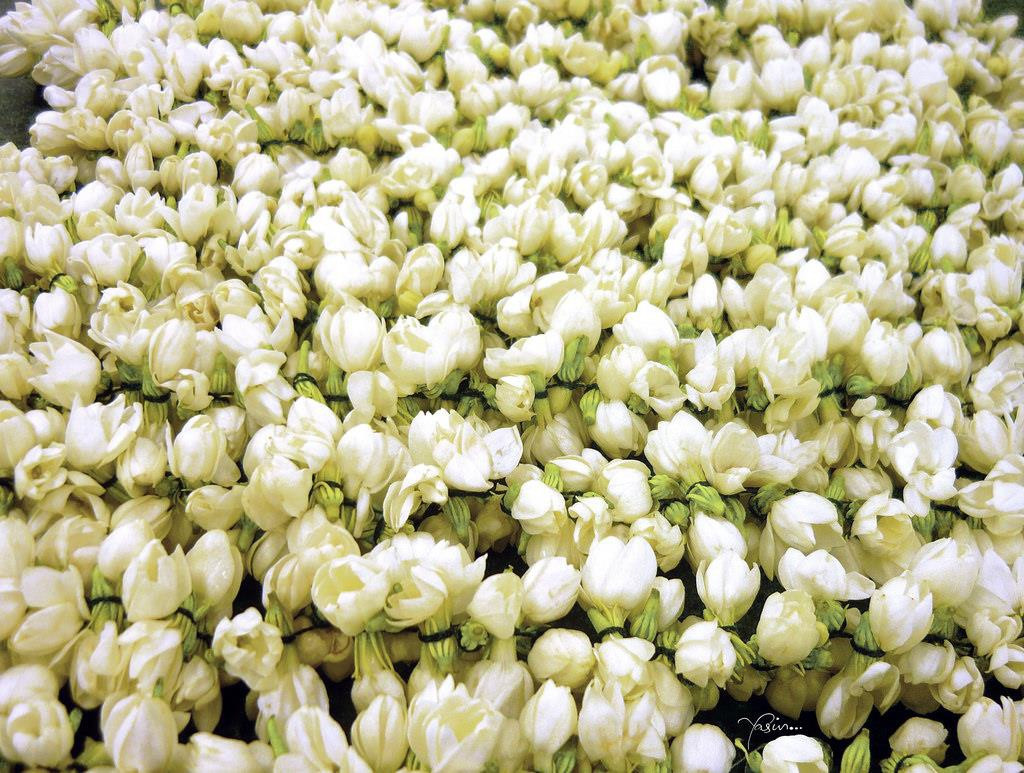 Để làm ra được 450 gram tinh dầu, người ta cần phải thu hoạch gần 1 tấn hoa nhài. Để lấy được 1 ml phần dầu tinh khiết nhất ở hoa nhài phải cần đến 8000 bông.