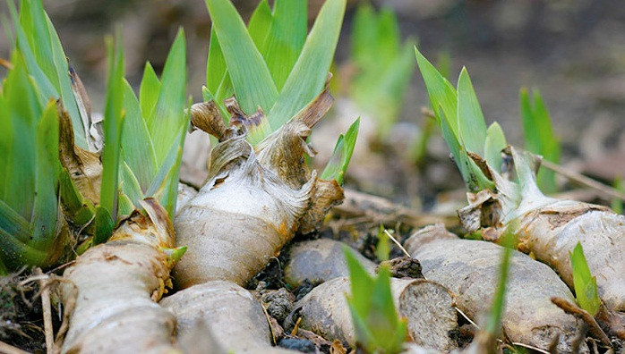 Tinh dầu Orris được chiết xuất từ phần thân củ chứ không phải cánh hoa. Và nó cũng không được ép từ củ tươi, mà phải sử dụng củ đã lên men từ 2 đến 5 năm. Trung bình, cần 1 tấn củ hoa để làm nên 2kg tinh dầu.