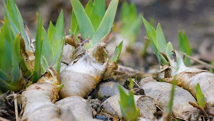 Tinh dầu Orris được chiết xuất từ phần thân củ chứ không phải cánh hoa. Và nó cũng không được ép từ củ tươi, mà phải sử dụng củ đã lên men từ 2 đến 5 năm. Trung bình, cần 1 tấn củ hoa để làm nên 2kg tinh dầu.