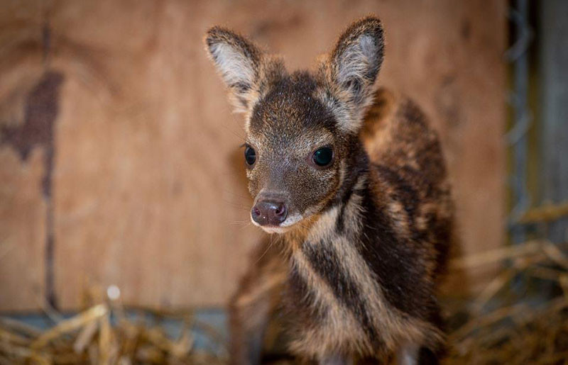 Xạ hương được là một loại tinh chất chiết xuất từ tuyến hậu môn của loài hươu xạ Tây Tạng. Tuy nhiên, giờ đây, loài vật này nằm trong danh sách loài vật quý hiếm, không được phép săn bắn vô tội vạ. Do đó, xạ hương nhân tạo đã được sáng chế.