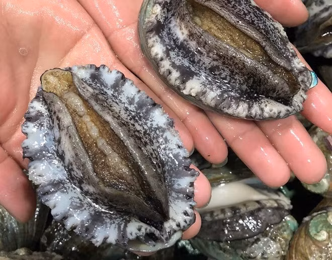 Để bảo tồn loài sinh vật này, nhiều quốc gia còn ra quy định giới hạn sản lượng bào ngư tự nhiên được đánh bắt. Ảnh: Facebook.