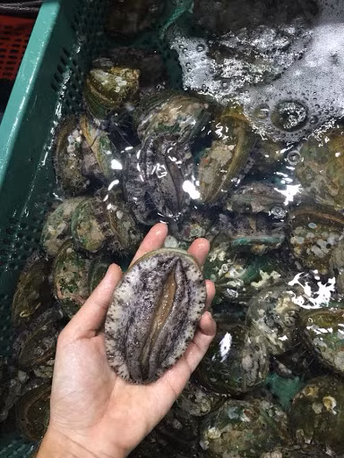 Vài năm gần đây, do biến đổi khí hậu nên số lượng tự nhiên không còn nhiều như trước, khiến giá bào ngư ngày càng đắt đỏ. Ảnh: Haisanthuytrieu.