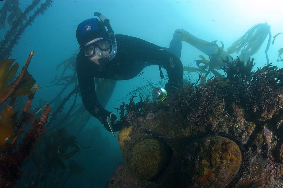 Thêm nữa, bào ngư chỉ xuất hiện dưới đáy biển, người thợ phải lặn sâu xuống nước để tìm và nhặt chúng. Ảnh: Getty Image.