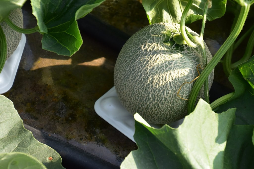 Dưa Yubari Nhật Bản bắt đầu thu hoạch từ háng 5 cho đến đầu thu. Mỗi năm thị trấn nhỏ này chỉ sản xuất được một số lượng dưa nhỏ.