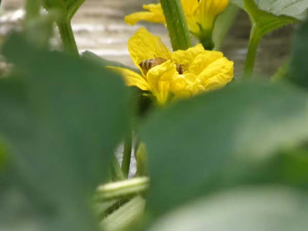 Quá trình chăm sóc dưa Yubari phải đảm bảo đúng kỹ thuật, tỉ mỉ từng cây một.