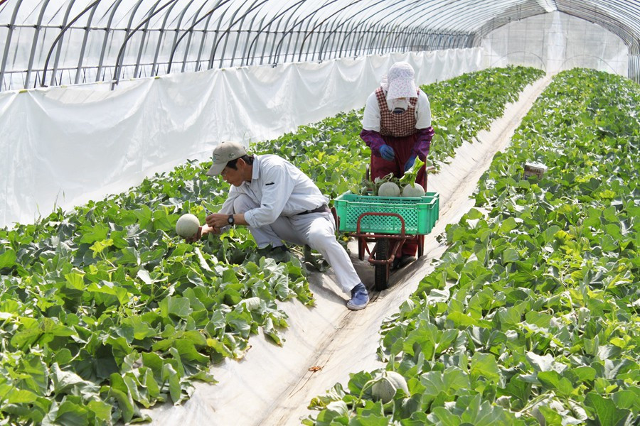 Đất trồng dưa lưới Yubari có thành phần đặc biệt là tro bụi núi lửa. Các khoáng chất trong tro núi lửa có tác dụng như một loại phân bón, cung cấp lượng lớn dinh dưỡng cần thiết cho dưa lưới kết quả ngọt.