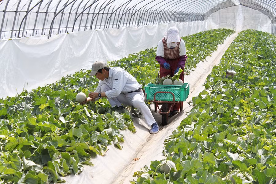 Đất trồng dưa lưới Yubari có thành phần đặc biệt là tro bụi núi lửa. Các khoáng chất trong tro núi lửa có tác dụng như một loại phân bón, cung cấp lượng lớn dinh dưỡng cần thiết cho dưa lưới kết quả ngọt.