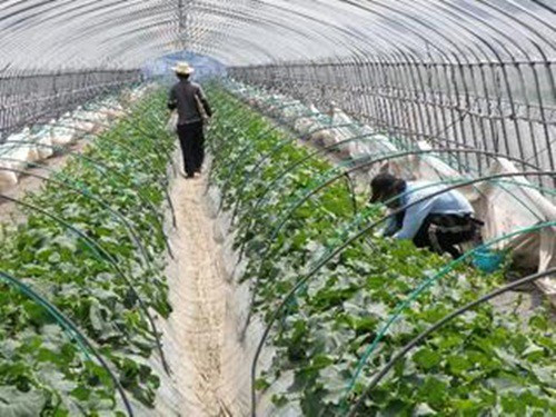 Để có vị ngon đặc biệt, dưa Yubari phải trải qua quy trình gieo trồng khắt khe.