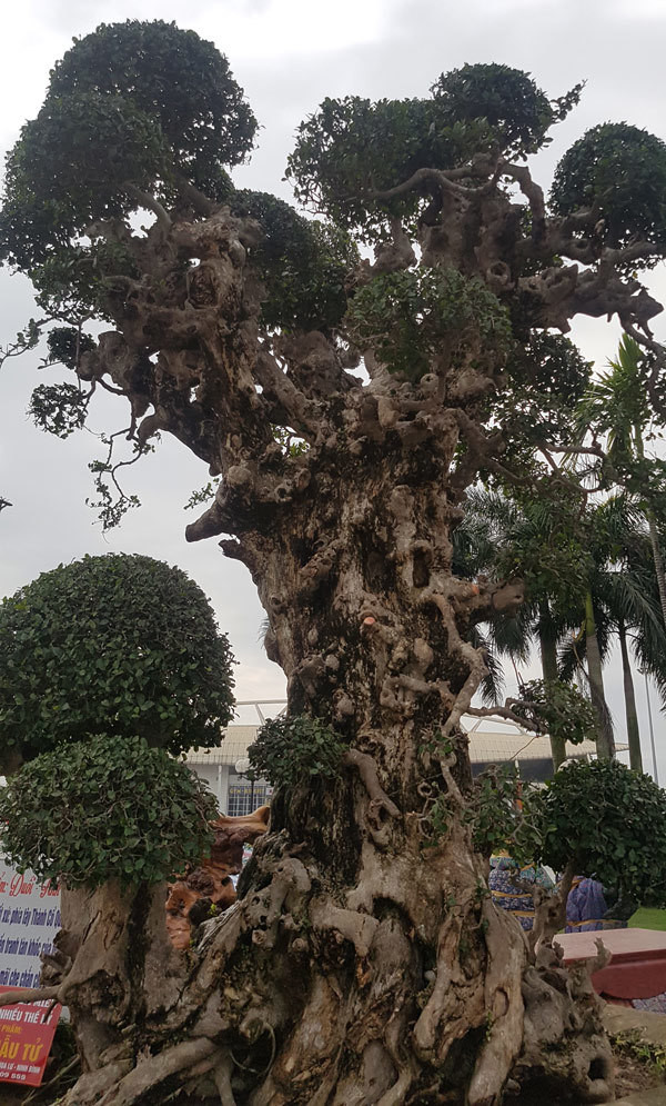 Trong đó, tác phẩm "Tình mẫu tử" có nguồn gốc phía Tây thành cổ Quảng Trị được giới thiệu đã trải qua 2 cuộc chiến tranh mà không vấn đề gì. Ảnh: Vietnamnet.