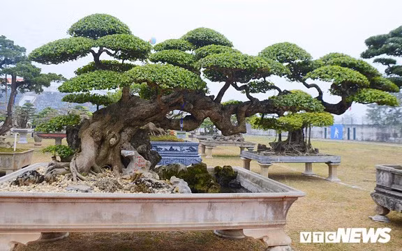 Còn đây là cây duối cổ hơn trăm tuổi, mang thế độc "Long đàn Phượng vũ" của ông Vũ Văn Mai (Vĩnh Tường - Vĩnh Phúc) khiến nhiều người chơi cây phải trầm trồ. Ảnh: VTC.