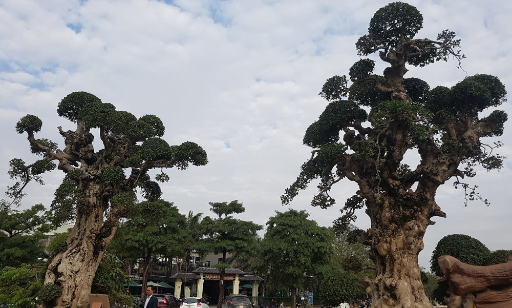 Chưa nói về giá trị tiền, để đặt được hai "siêu cây duối cổ" này đã cần một không gian rất rộng. Ảnh: Vietnamnet.
