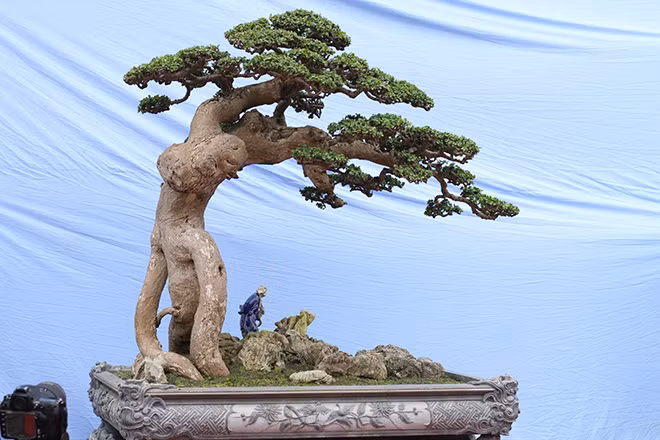 Điều đặc biệt của cây duối là gợi ra những hình tượng kỳ quái khác nhau. Ảnh: Dân Việt