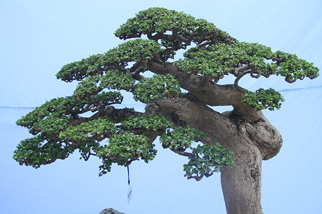 Có người hình dung ra nàng tiên cá yểu điệu, người hấy hình tượng một ông lão đang kéo lưới, người thì hình dung ra thế tấn pháp của môn võ Bình Định Gia...Ảnh: Dân Việt