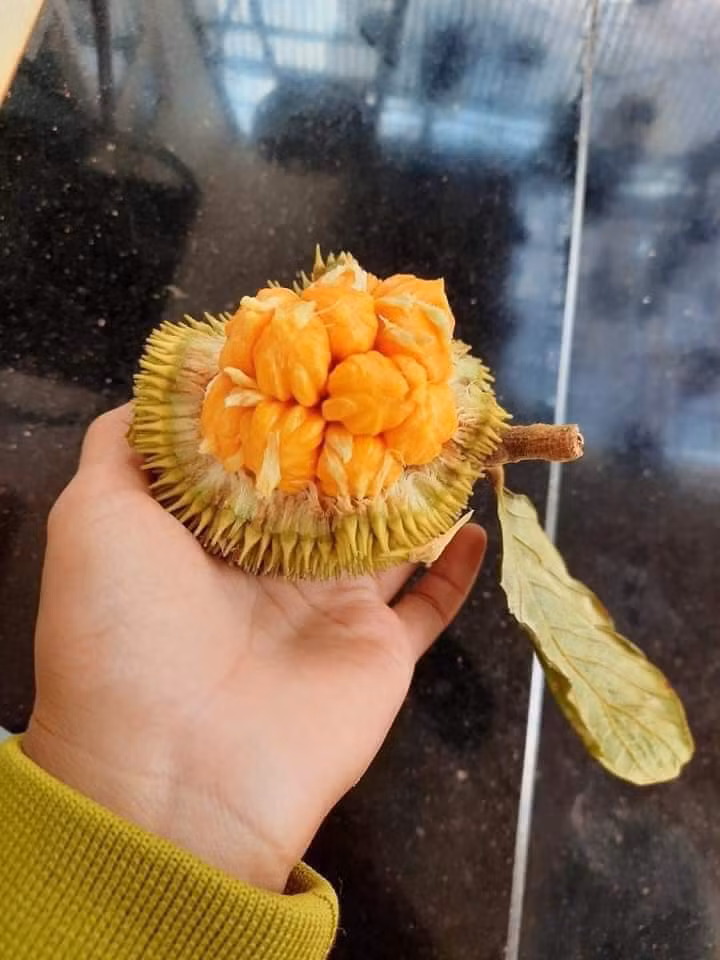 Mít nài không bán theo cân mà bán theo quả, từ 15.000 - 40.000 đồng/quả. Tính ra, mỗi kg mít rừng khoảng 50.000 - 100.000 đồng.