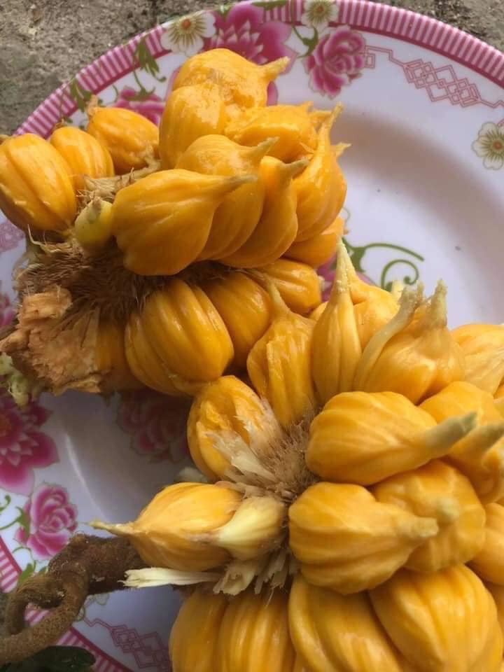 Trong khi đó, cô Hạnh (Hà Nội) lại cho rằng quả mít rừng này không có gì quá đặc biệt nhưng cũng đáng để thưởng thức cho biết vị. Nguồn ảnh: Facebook.