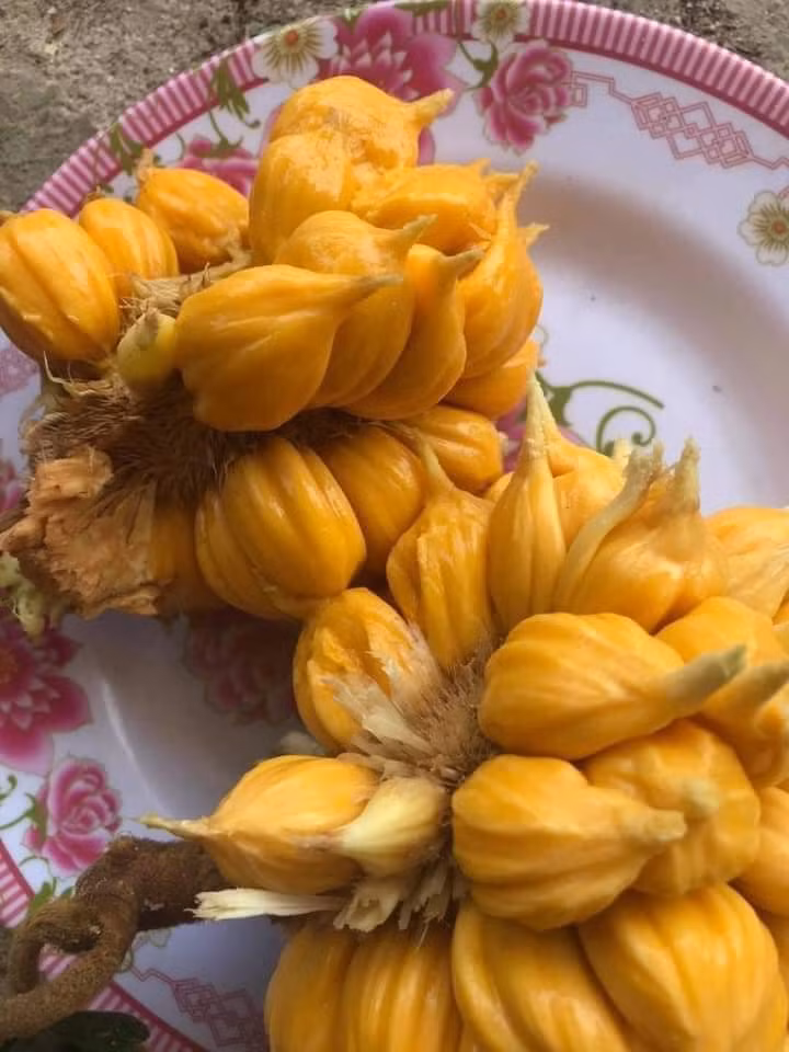 Trong khi đó, cô Hạnh (Hà Nội) lại cho rằng quả mít rừng này không có gì quá đặc biệt nhưng cũng đáng để thưởng thức cho biết vị. Nguồn ảnh: Facebook.