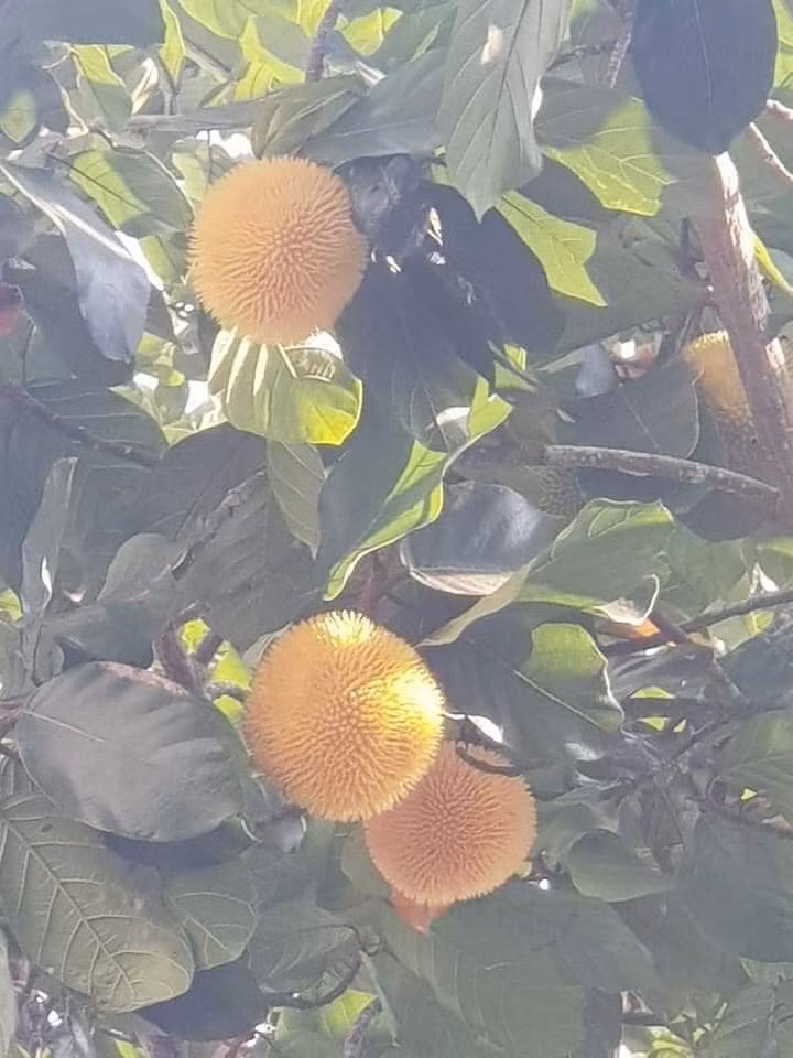 Do mọc hoang nên mít rừng không ngọt đậm như mít trồng tại vườn, mà có vị chua chua, ngọt ngọt, thậm chí có quả khá chua.