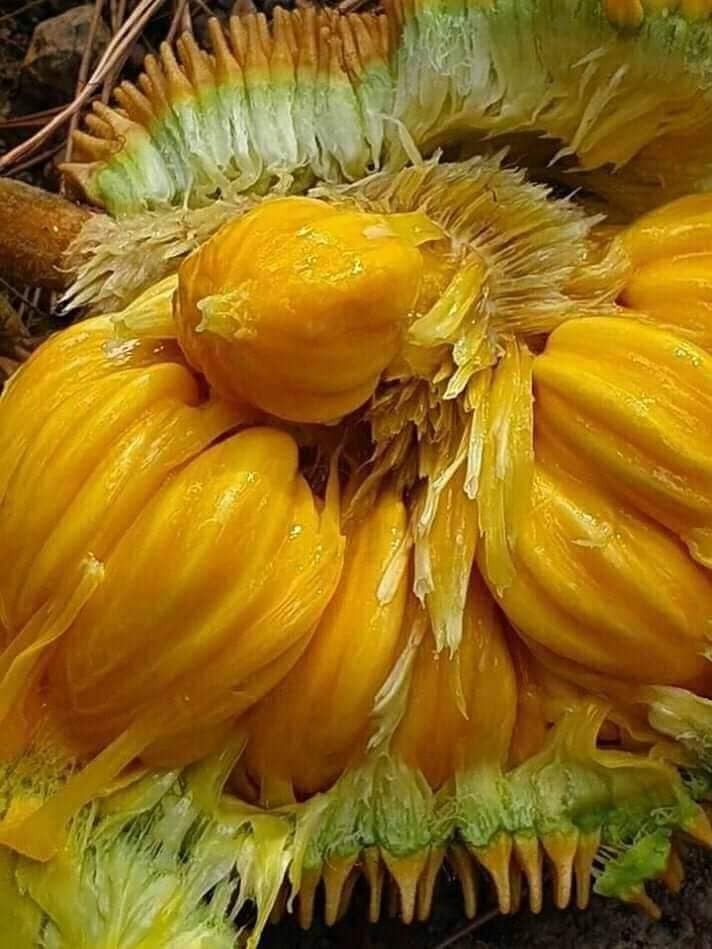 Chị Hoa (Hưng Yên) cho biết, vừa mua 2 quả mít rừng với giá 75.000 đồng chỉ vì tò mò. Vị của nó hơi chua, muốn ăn phải dầm thêm đường.