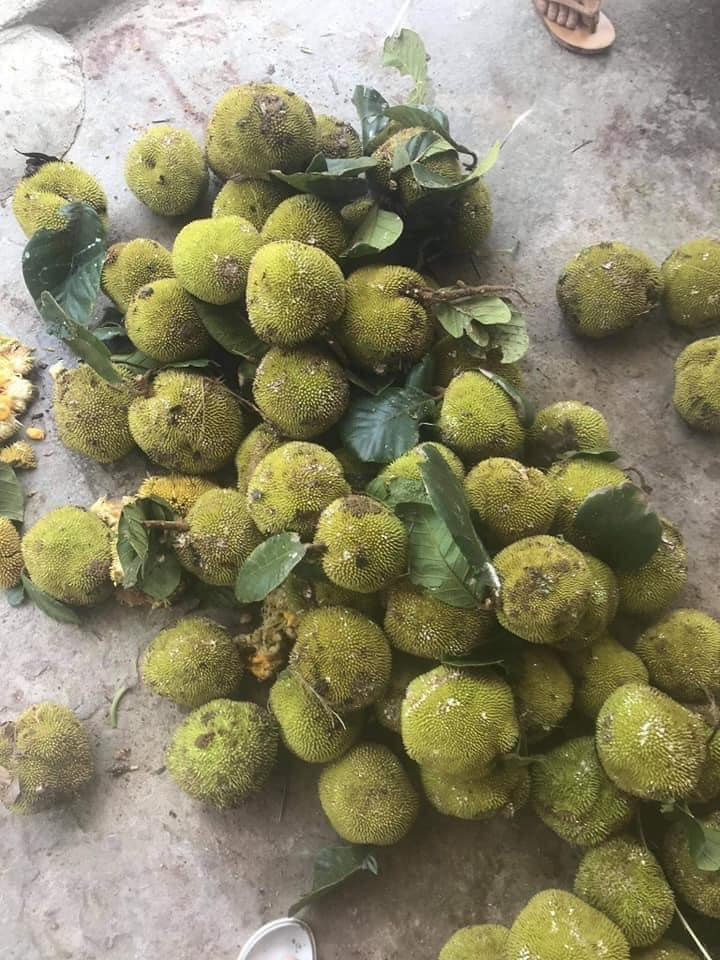  Cây mít rừng khá cao nên mỗi khi trái chín rụng đầy gốc, người đi rừng nhặt vài quả về ăn chơi, lấy hạt rang chứ không thấy ai bán. Tuy nhiên, năm nay có nhiều người gom mua để bỏ sỉ cho các mối khác.