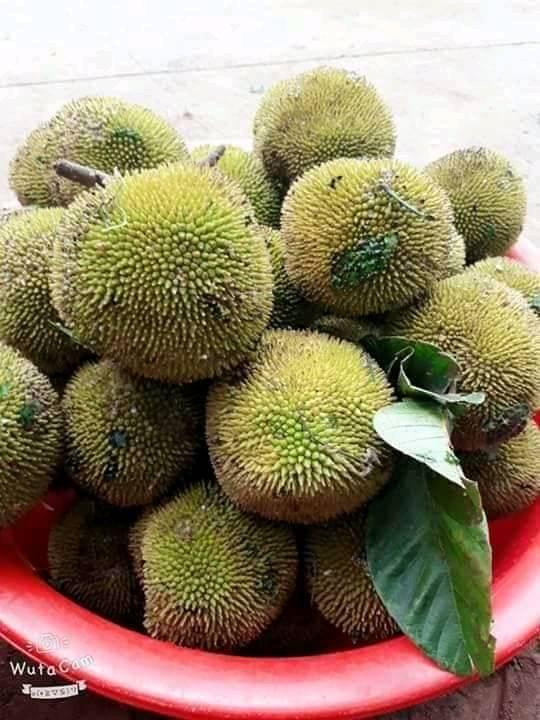 Loại mít này có kích thước nhỏ hơn mít Tố Nữ, khoảng 2-3 quả/1 kg.