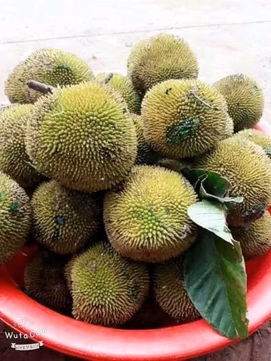 Loại mít này có kích thước nhỏ hơn mít Tố Nữ, khoảng 2-3 quả/1 kg.