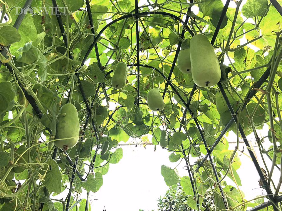 Các loại cây leo giàn như bầu, bí, mướp...đều được chị thiết kế đẹp mắt. Ảnh: Dân Việt.
