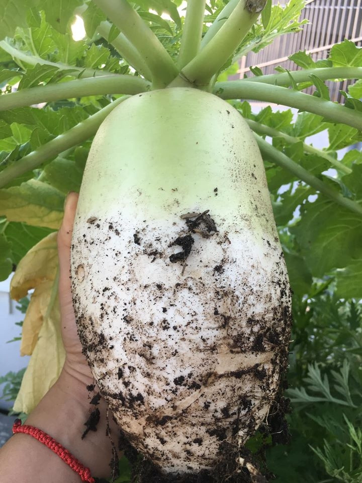 Củ cải khổng lồ. Ảnh: Thời đại.