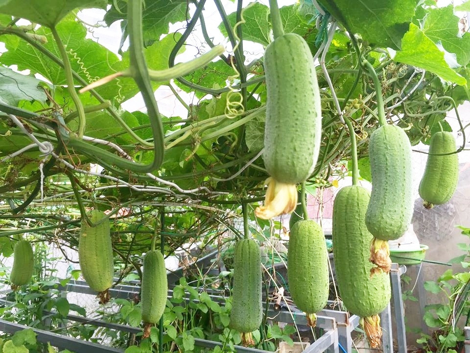 Để bốn mùa đều có các loại rau quả, chị quy hoạch, sắp xếp không gian hợp lý. Ảnh: Thời đại.