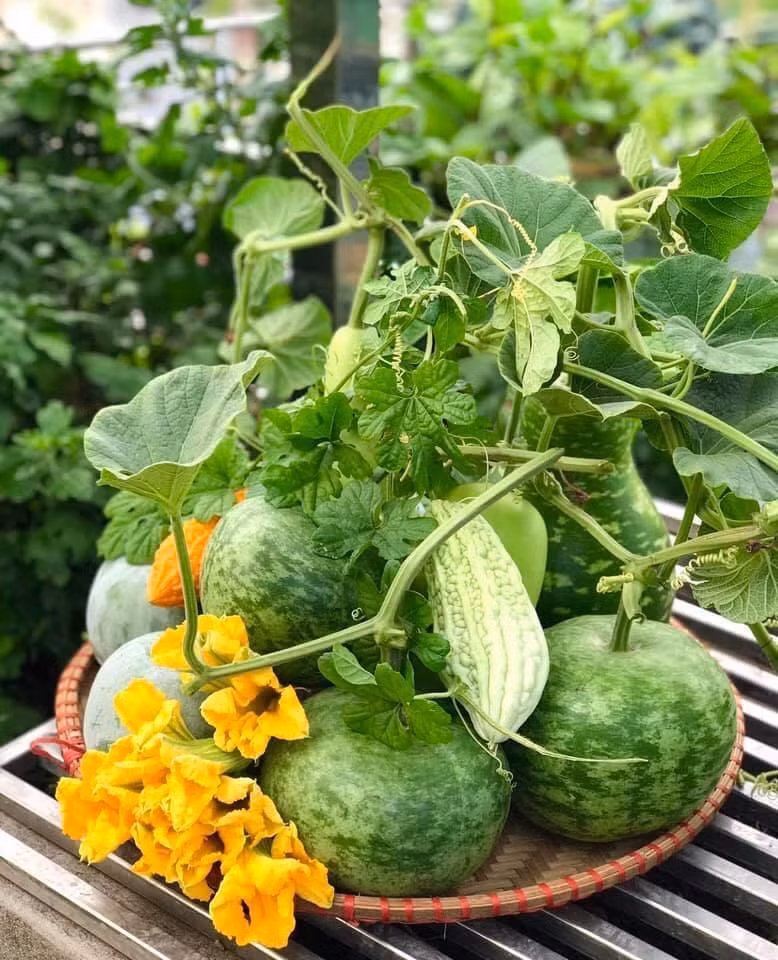 Khu còn lại thiết kế bồn bằng nhựa, làm giàn inox để trồng các loại cây thân leo như bầu, bí, mướp, dưa...Ảnh: Infonet.