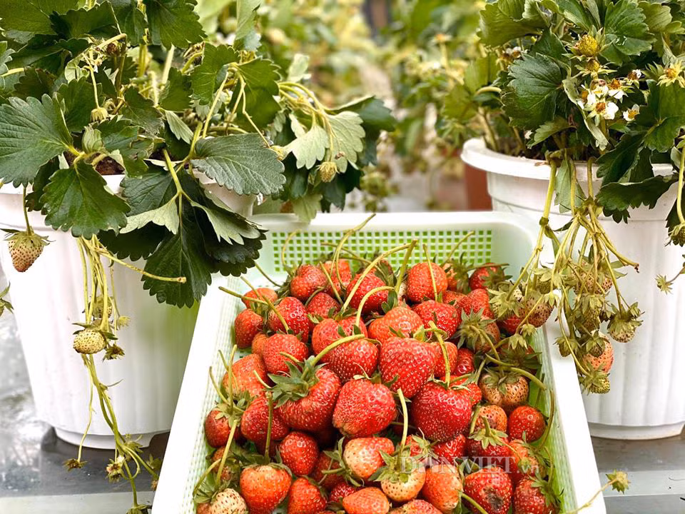 Ngoài ra, chị còn trồng đủ các loại cây ăn quả như táo, ổi, dưa, dâu tây...Ảnh: Dân Việt.