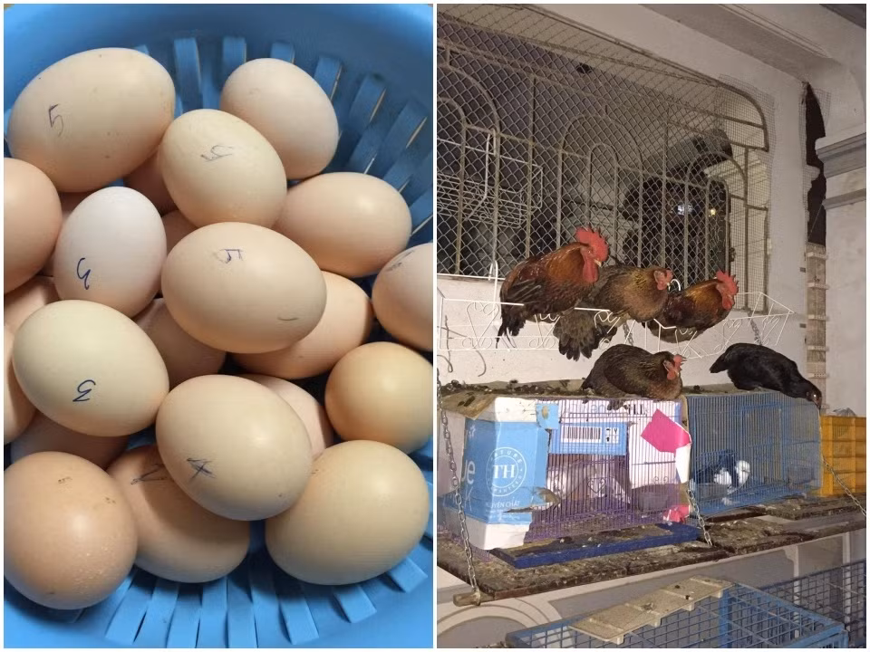 Khu vực nuôi gà nuôi chim cũng giúp gia đình chị có thêm nguồn thực phẩm sạch như thịt gà, thịt chim, trứng gà... Ảnh: Thời đại. Video: Ngắm khu vườn nhỏ xinh trên ban công. Nguồn: VTC1