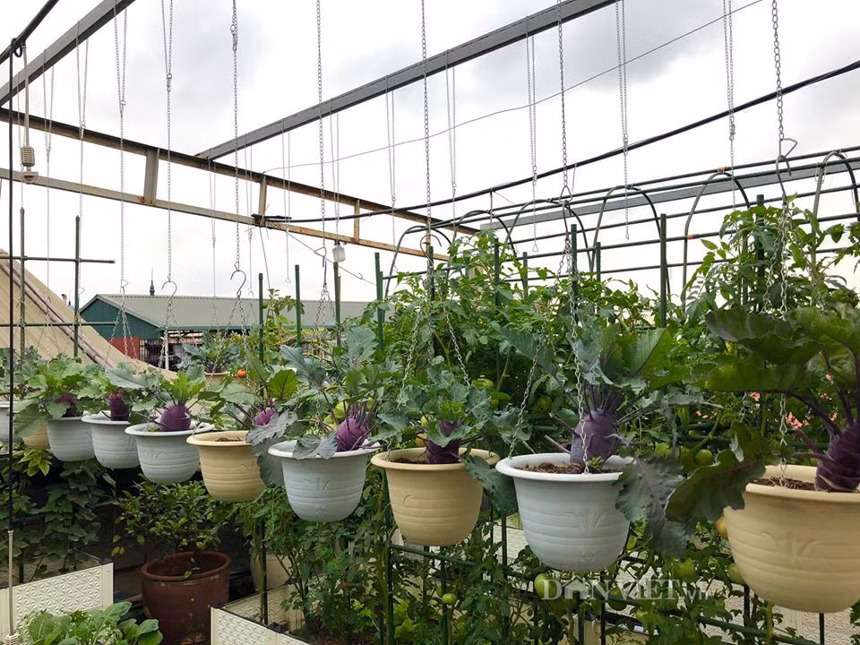 Để tăng diện tích trồng rau, chị Phương tự thiết kế khung sắt và nhờ thợ thi công đặt kệ ở phần mái chéo bê tông. Ảnh: Dân Việt.