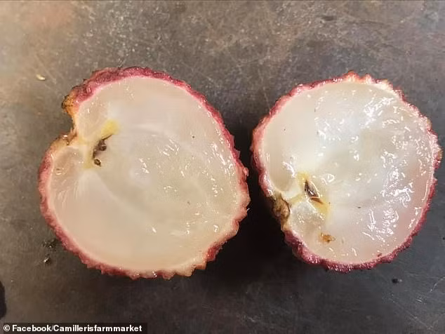 Dù có giá bán cao gấp 150 lần quả vải thường nhưng vải không hạt Nhật Bản vẫn được chị em lùng mua vì tò mò.