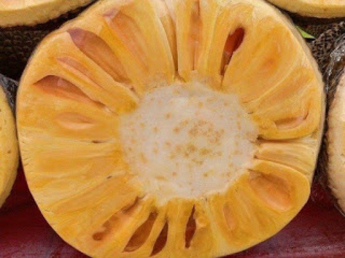 Mít không hạt không chỉ thơm ngon, ngọt sắc hơn các loại mít khách mà chúng còn không có hạt bên trong. Nhờ đó, mít không hạt cũng giá cao hơn hẳn 50.000 đồng/kg khi mua tại vườn.