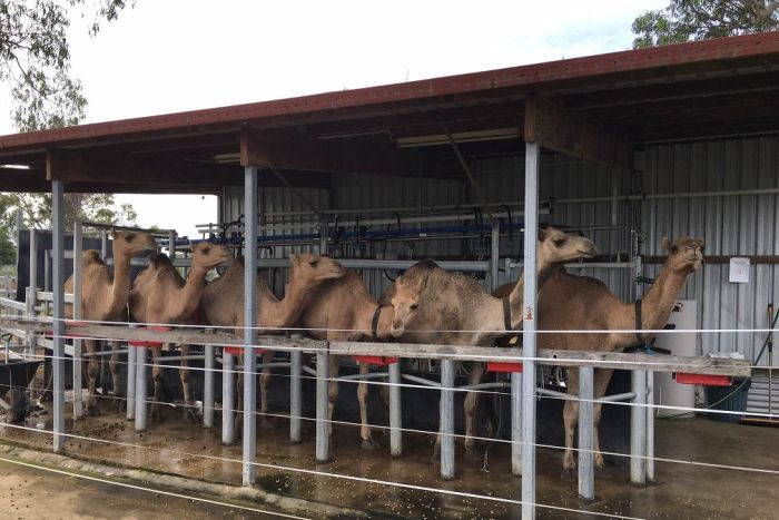 Số lượng hạn chế nhưng nhu cầu sữa lạc đà ngày một tăng, dẫn đến tình trạng khan hiến nguồn cung.