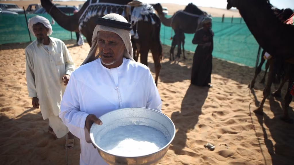 Một con bò có thể cho khoảng 50 lít mỗi ngày, trong khi lạc đà chỉ có thể cho 6 đến 7 lít. Những con bò trong ba năm sẽ cho hơn 50.000 lít, trong khi ở lạc đà, trong ba năm bạn sẽ nhận được tối đa là 4.000 đến 7.000 lít.